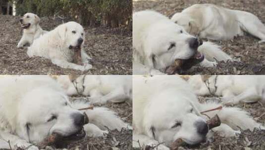 拉布拉多猎犬在地上休息高清在线视频素材下载