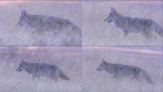 郊狼在草丛中狩猎高清在线视频素材下载