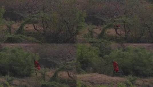 一个男人正在森林中奔跑高清在线视频素材下载