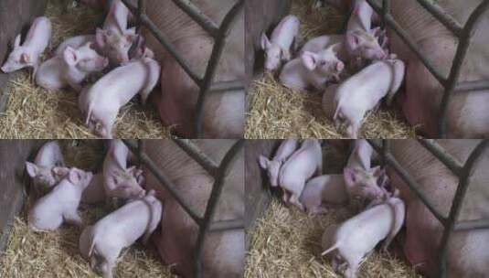 猪圈里的猪崽在吃奶高清在线视频素材下载