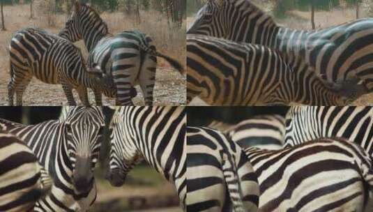 动物园斑马视频细纹斑马条纹高清在线视频素材下载