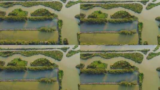 春天广州海珠国家湿地公园航拍高清在线视频素材下载