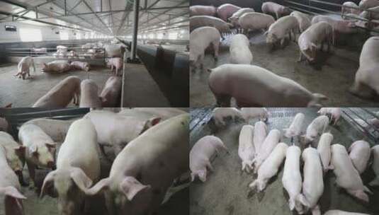 粗放型养猪场农户养猪场高清在线视频素材下载