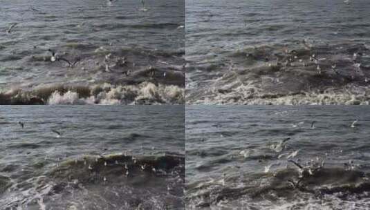 岸边的海鸥高清在线视频素材下载
