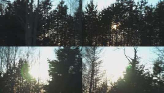 冬日夕阳枯木高清在线视频素材下载