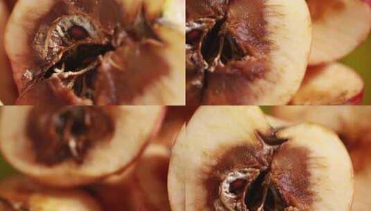 【镜头合集】特写黑心霉菌感染的苹果高清在线视频素材下载