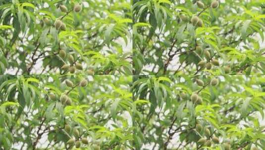春天的桃树高清在线视频素材下载