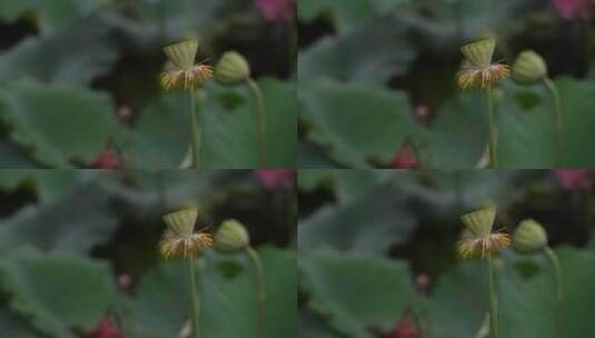 杭州三台山景区慧因高丽寺荷花池高清在线视频素材下载