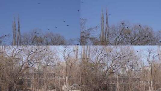 【镜头合集】枯树枝上一群乌鸦盘旋高清在线视频素材下载