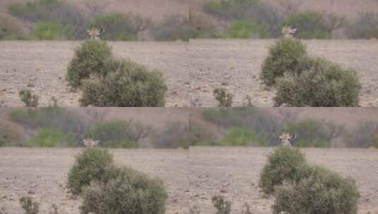 小长颈鹿在稀树大草原的一棵树上吃东西_高清在线视频素材下载