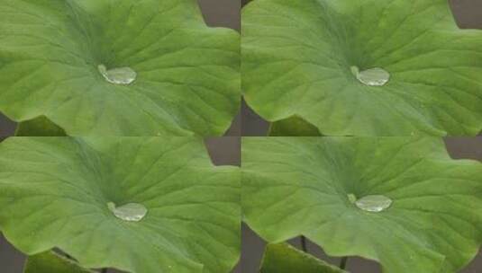 特写拍摄慢镜头拍摄雨水击打荷叶高清在线视频素材下载