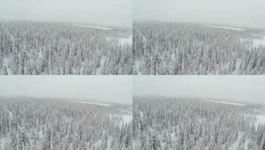 被厚厚积雪覆盖的冰冻森林高清在线视频素材下载
