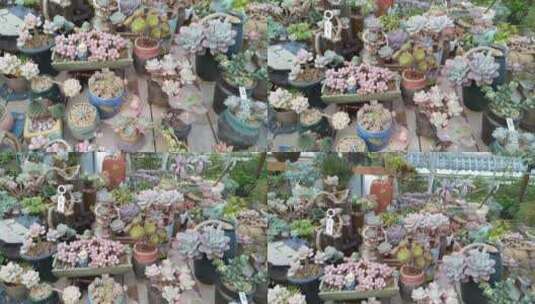 花卉市场植物园生命力大自然高清在线视频素材下载