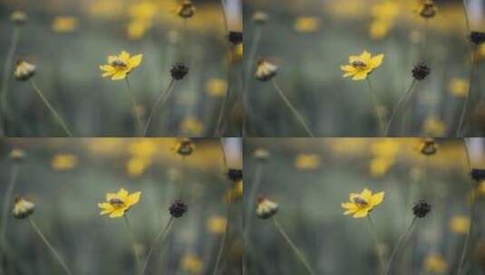 蜜蜂和花朵高清在线视频素材下载