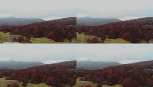 航拍秋天火红的枫树 秋天的丛山镜像高清在线视频素材下载