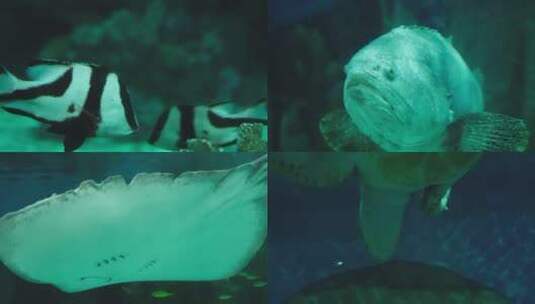 海洋馆-海洋鱼类蝠鲼鲨鱼海龟高清在线视频素材下载