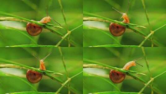 一只可爱蜗牛在夏天雨后草丛中觅食的特写高清在线视频素材下载