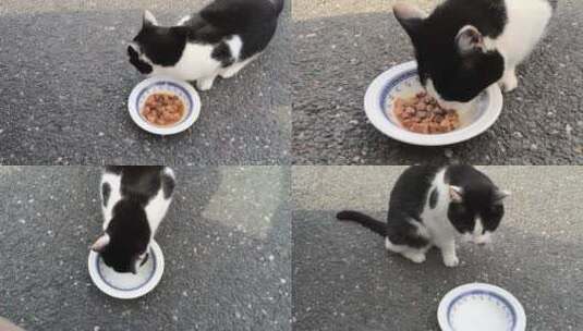 吃光食物的猫高清在线视频素材下载