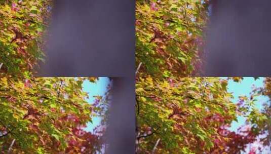 大片金黄色的树叶高清在线视频素材下载