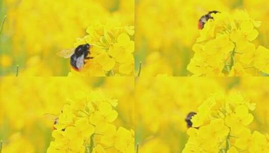 油菜花上采蜜的蜜蜂高清在线视频素材下载
