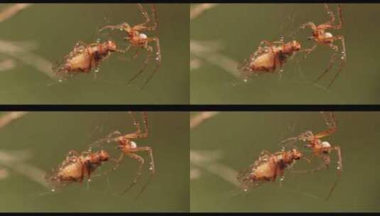 织网的蜘蛛4K高清在线视频素材下载