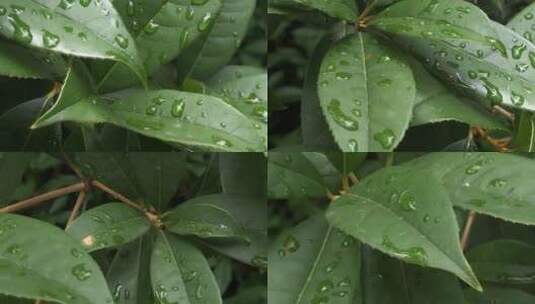 雨后的绿叶高清在线视频素材下载