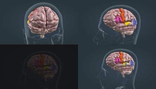 08大脑脑部插语言能力皮质区旁白高清在线视频素材下载