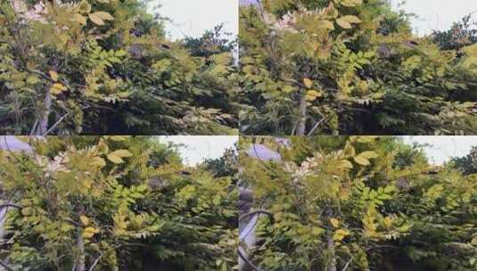 紫藤树叶子高清在线视频素材下载