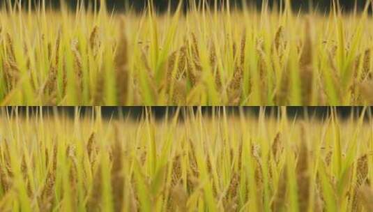 秋天收获的季节金黄的水稻高清在线视频素材下载
