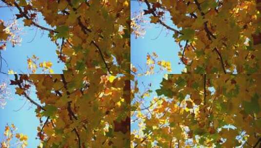 秋天的枫叶变得金黄，秋风吹过，叶落纷飞高清在线视频素材下载