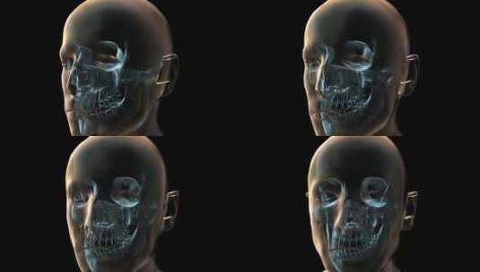 人体头部和骨骼的3D医学动画高清在线视频素材下载