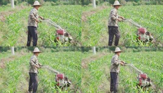 农民用机械松土机在玉米地松土高清在线视频素材下载