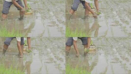 稻农种植水稻的场景高清在线视频素材下载
