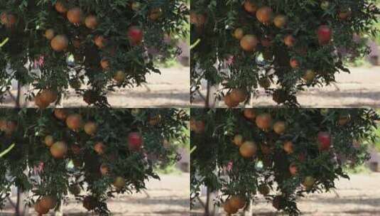 石榴树上的果实高清在线视频素材下载
