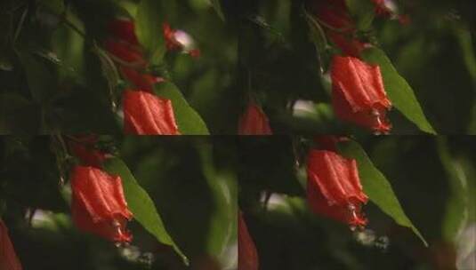 红色的花盛开在雨中高清在线视频素材下载