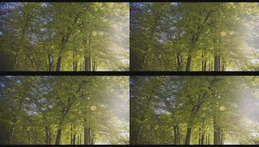 框架中老树和太阳耀斑树枝向上倾斜拍摄高清在线视频素材下载