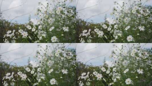 格桑花鲜花花朵微距特写高清在线视频素材下载