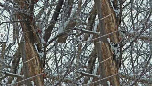 冬天树干上的啄木鸟高清在线视频素材下载