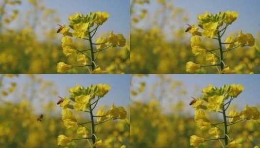 油菜花上飞舞的蜜蜂高清在线视频素材下载