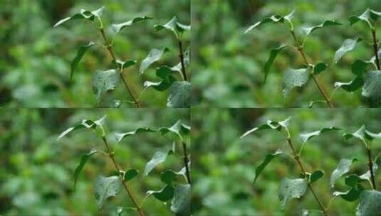 雨中的树枝特写高清在线视频素材下载