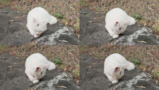 白猫舔爪子卖萌高清在线视频素材下载