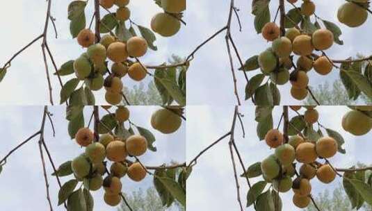 挂在树上的柿子高清在线视频素材下载