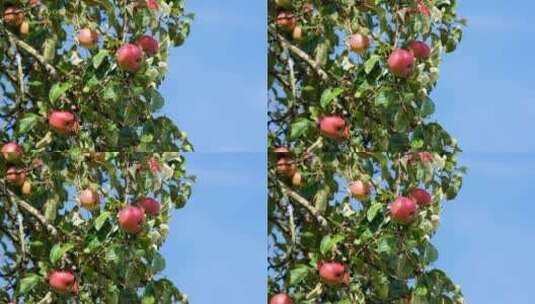 蓝天白云微风苹果树树梢上苹果特写高清在线视频素材下载