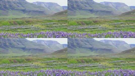 冰岛山脚下生长的羽扇豆特写镜头高清在线视频素材下载