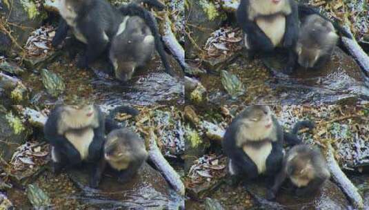 金丝猴在河边喝水2高清在线视频素材下载