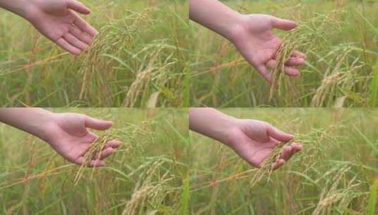 丰收的水稻稻穗高清在线视频素材下载
