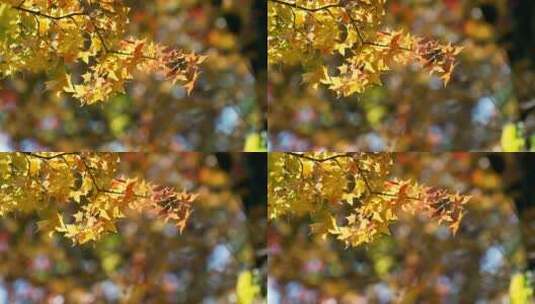 金秋午后地坛公园枫树林阳光下的黄叶特写高清在线视频素材下载