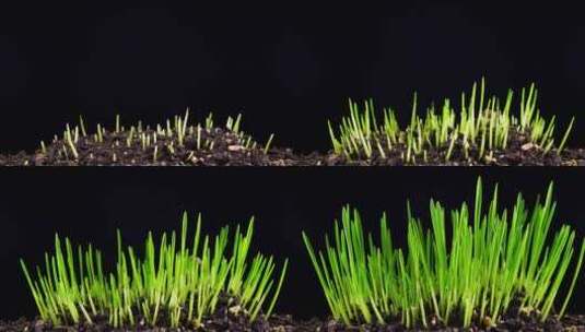 种子发芽高清在线视频素材下载