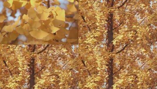 秋天的金色银杏叶高清在线视频素材下载