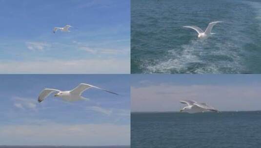 大海上飞翔的海鸟高清在线视频素材下载